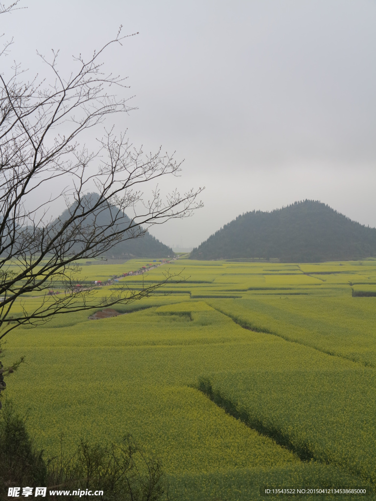 油菜花