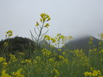 油菜花