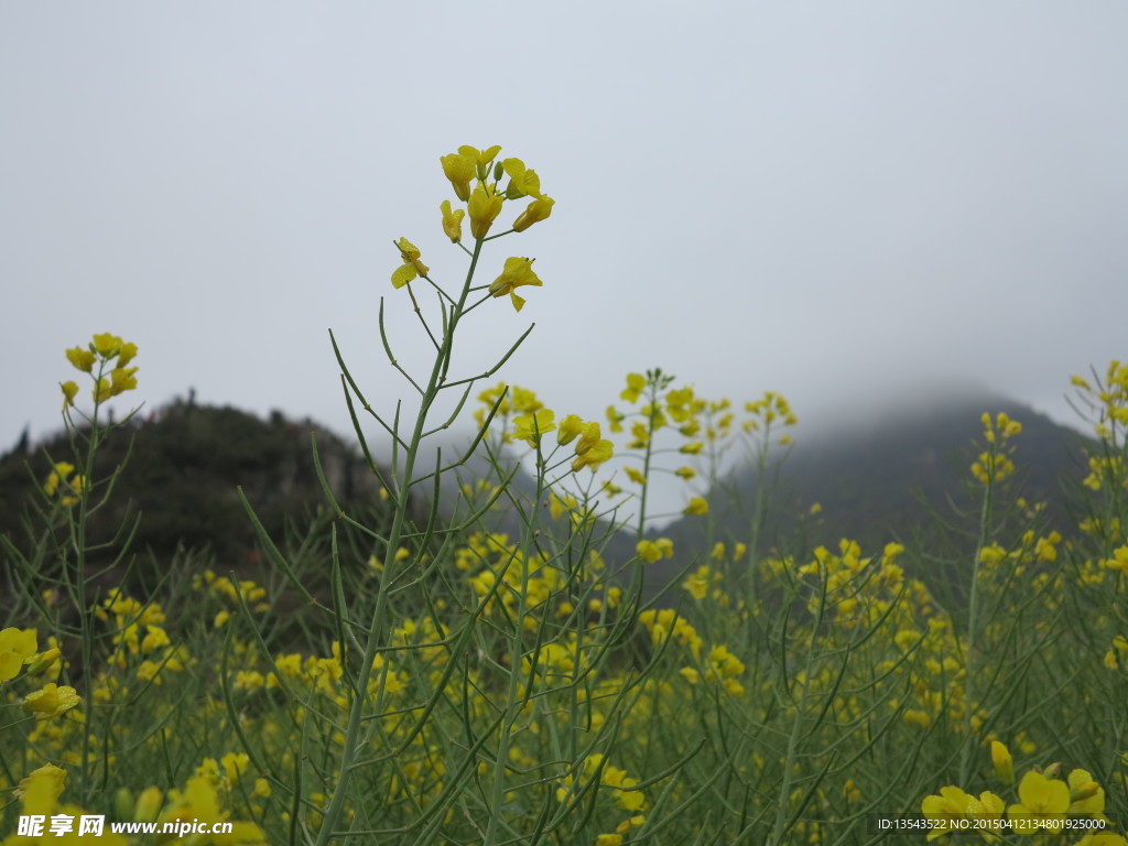 油菜花