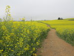 油菜花