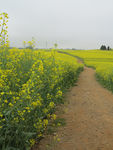 油菜花