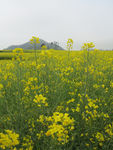 油菜花