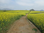 油菜花