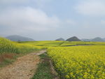 油菜花