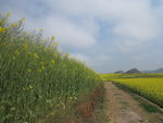 油菜花