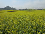 油菜花