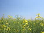 油菜花