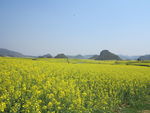 油菜花田