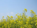 油菜花