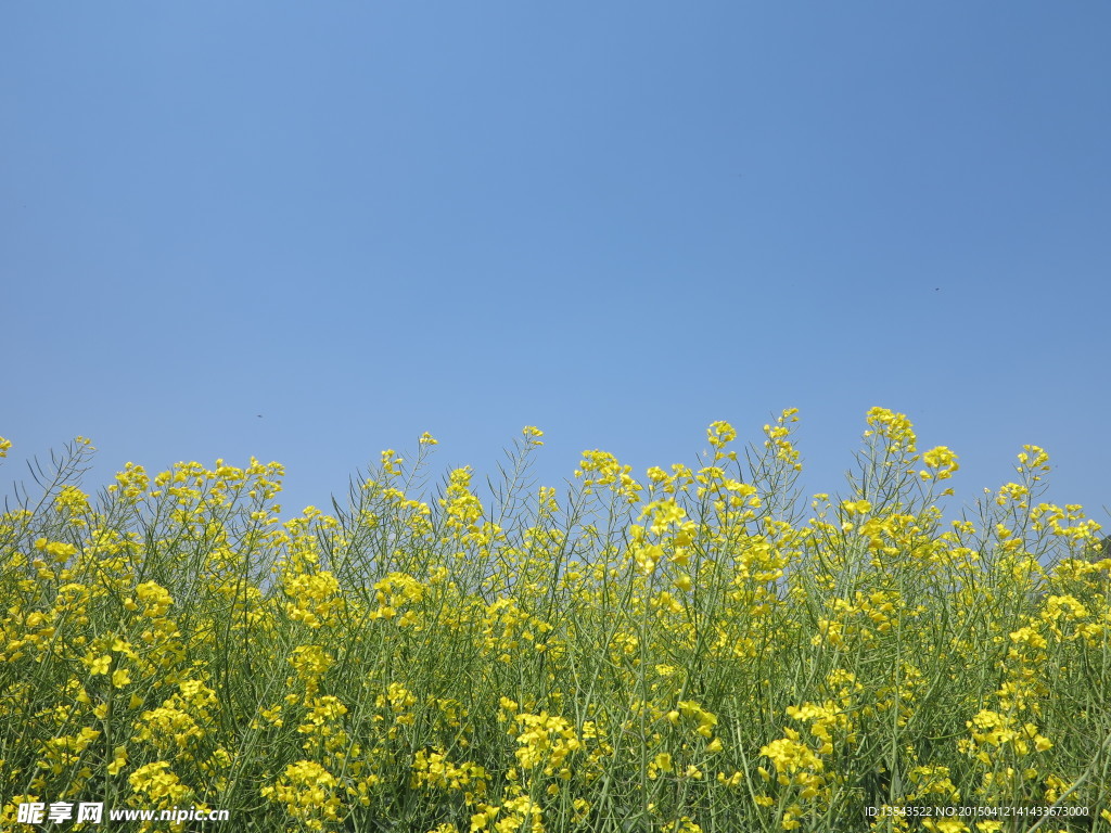 油菜花