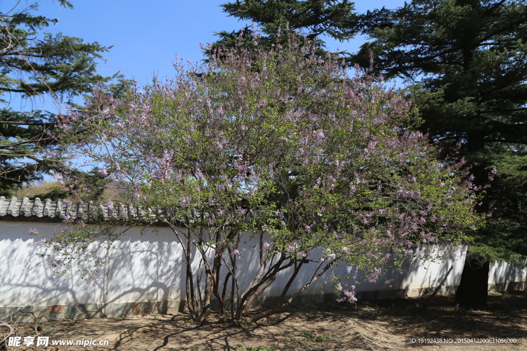 丁香树