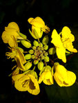 油菜花