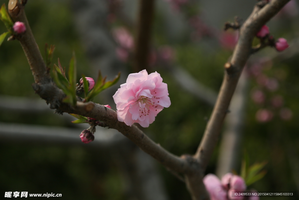 桃花