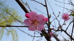 榆叶梅