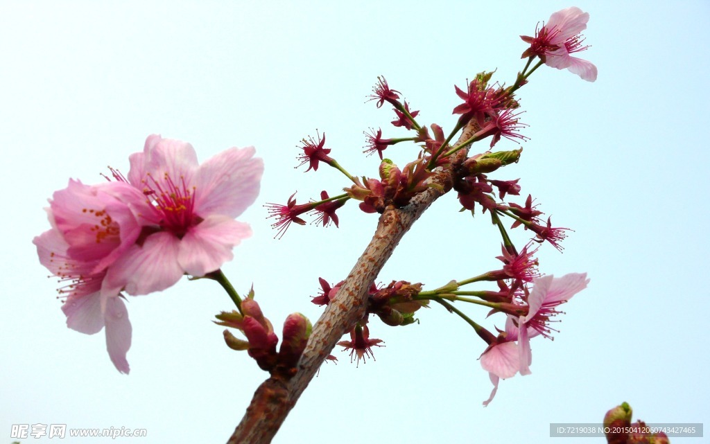 樱花