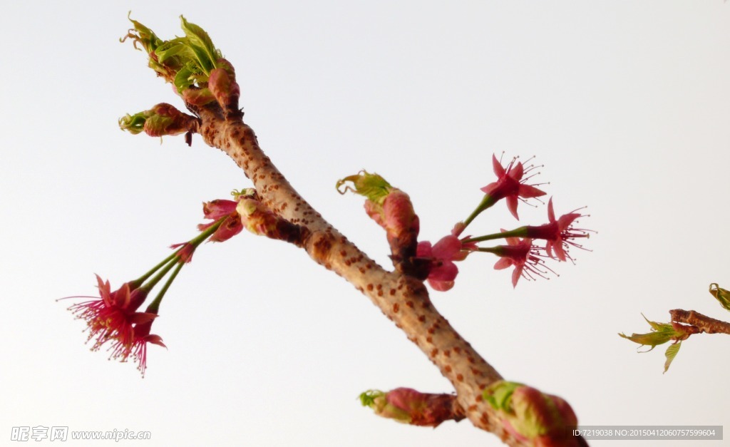 樱花