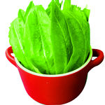 油麦菜 油麦