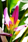 紫色芭蕉花