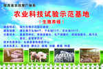生猪养殖示范基地