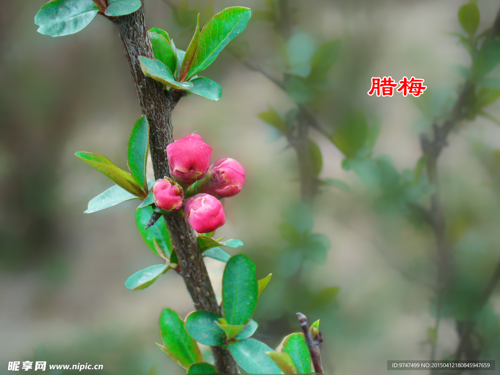 腊梅花