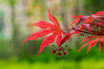 槭树开花