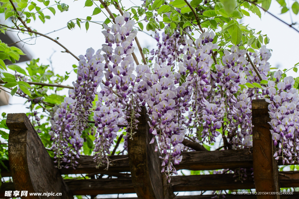 紫藤花开