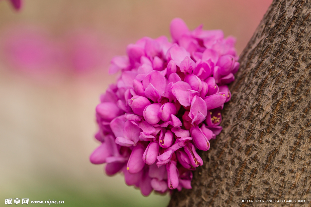 紫荆花团
