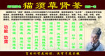 猫须草肾茶