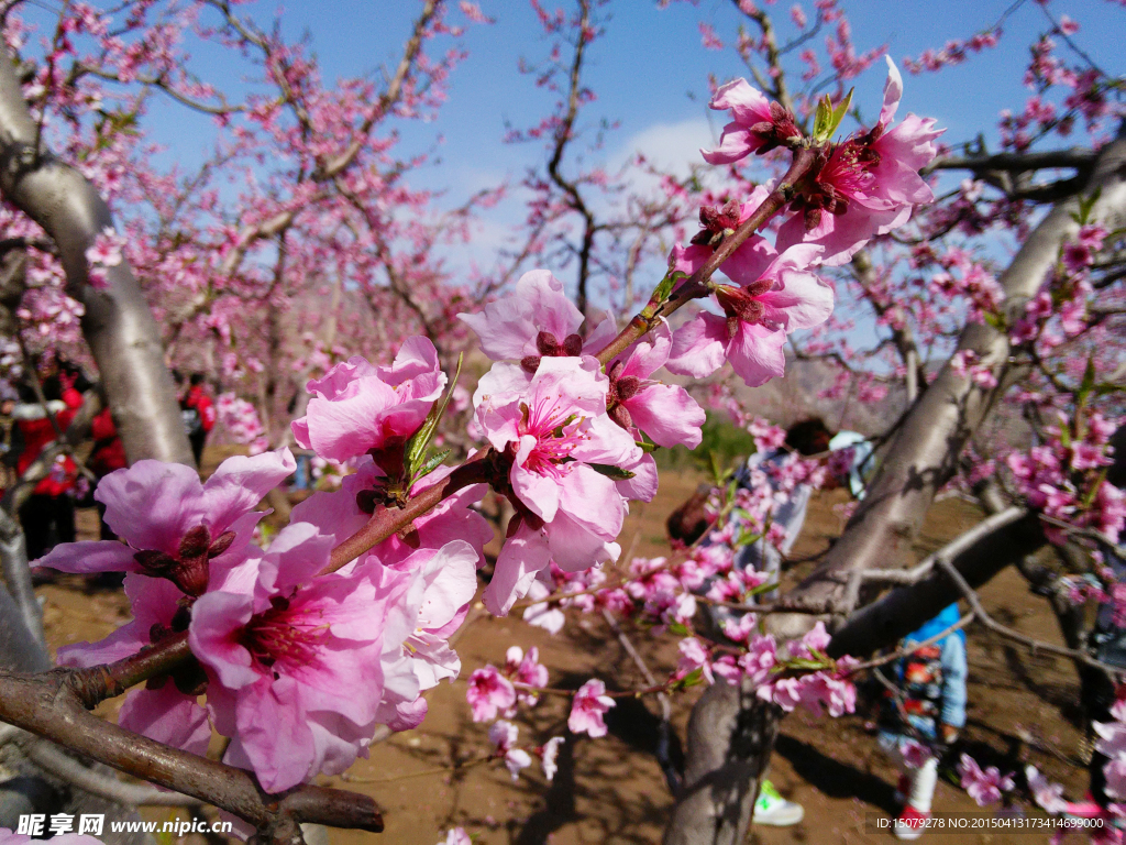 桃花