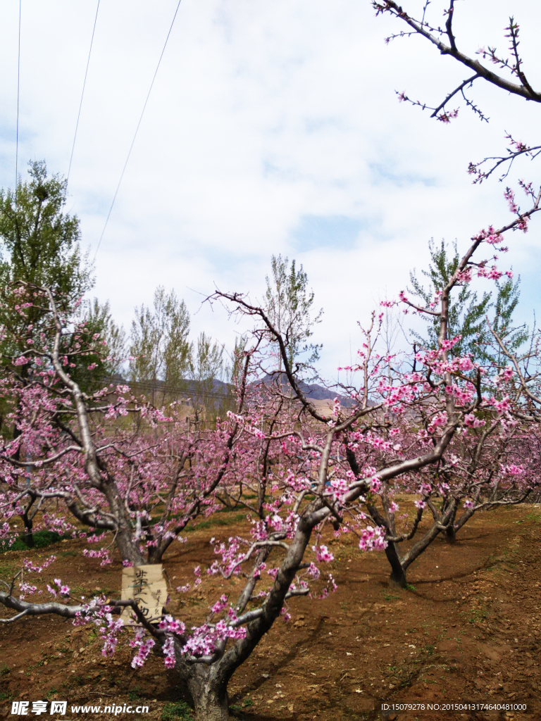 桃花