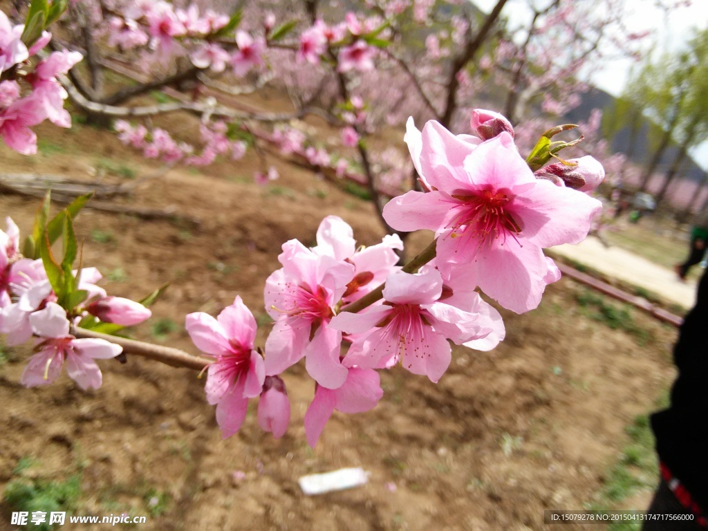 桃花