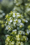 微距油菜花