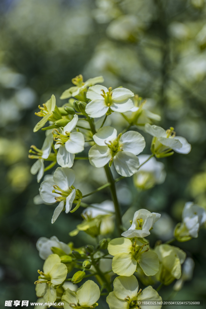 微距油菜花