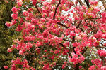春城的花