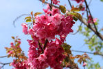 春城的花