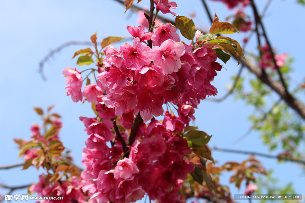 春城的花