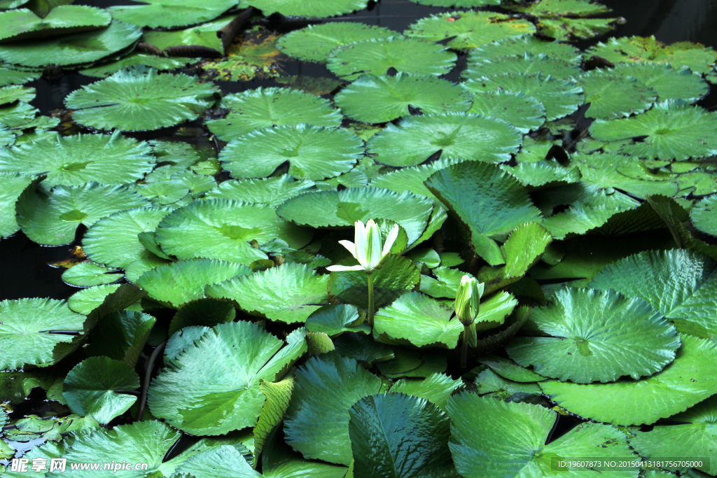 春城的花