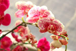 春城的花