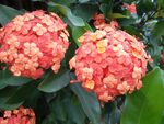 绣球花