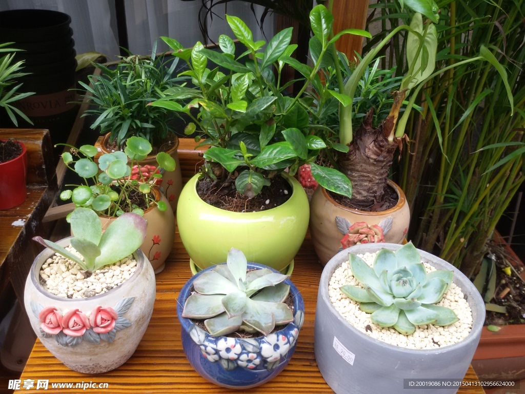 观赏植物