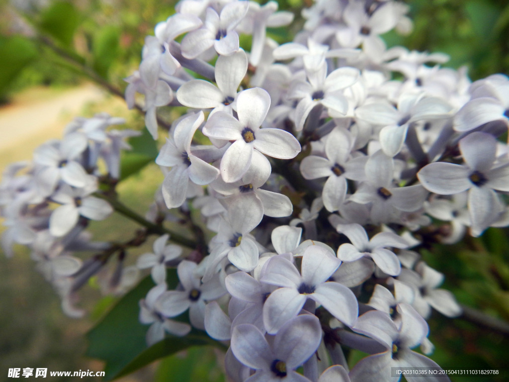 小白花