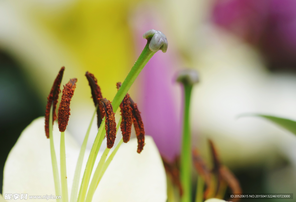 百合花蕊