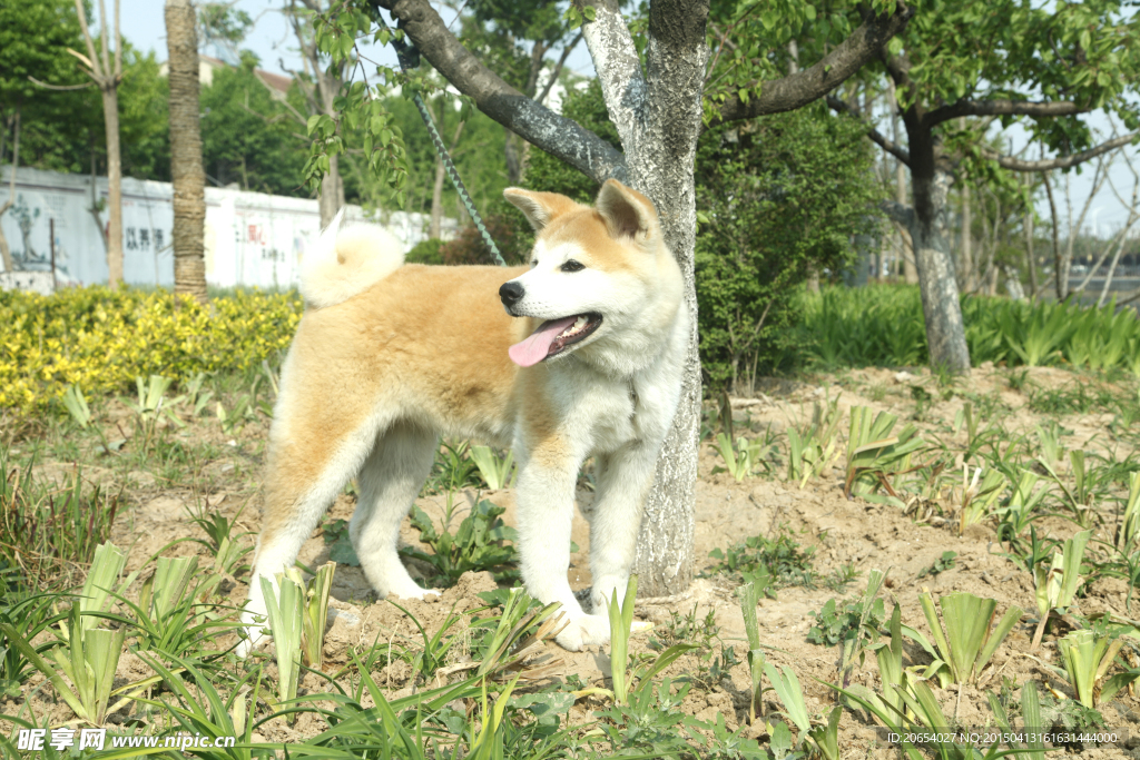 秋田犬