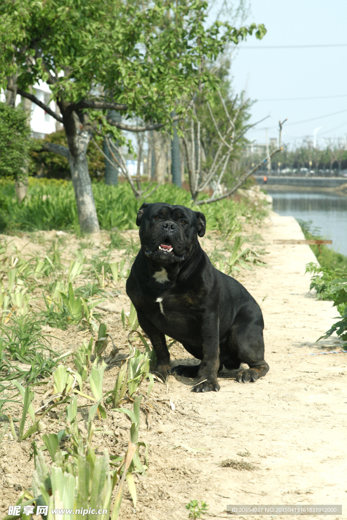 宠物复兴犬