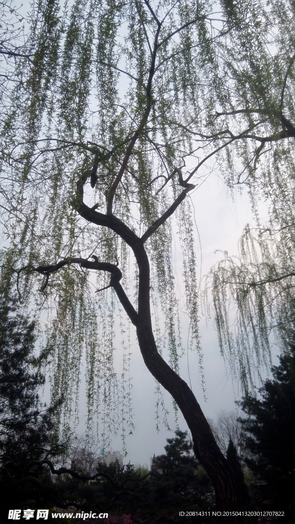柳树