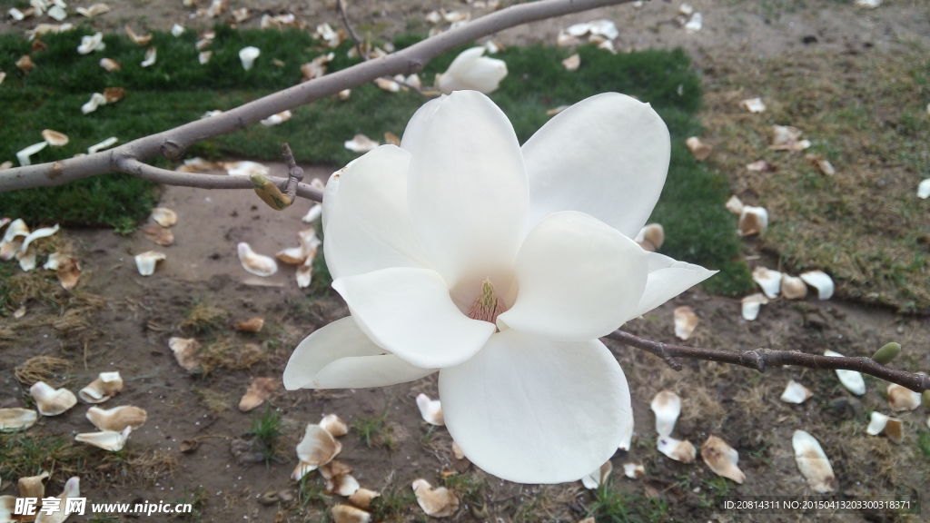 白色花