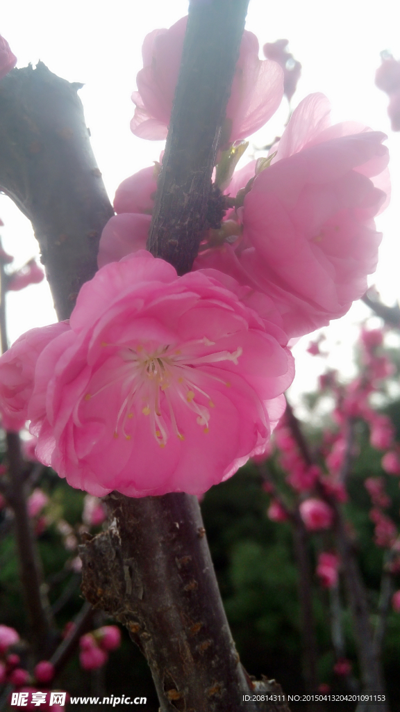 桃花