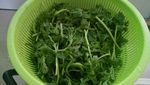 皇帝菜