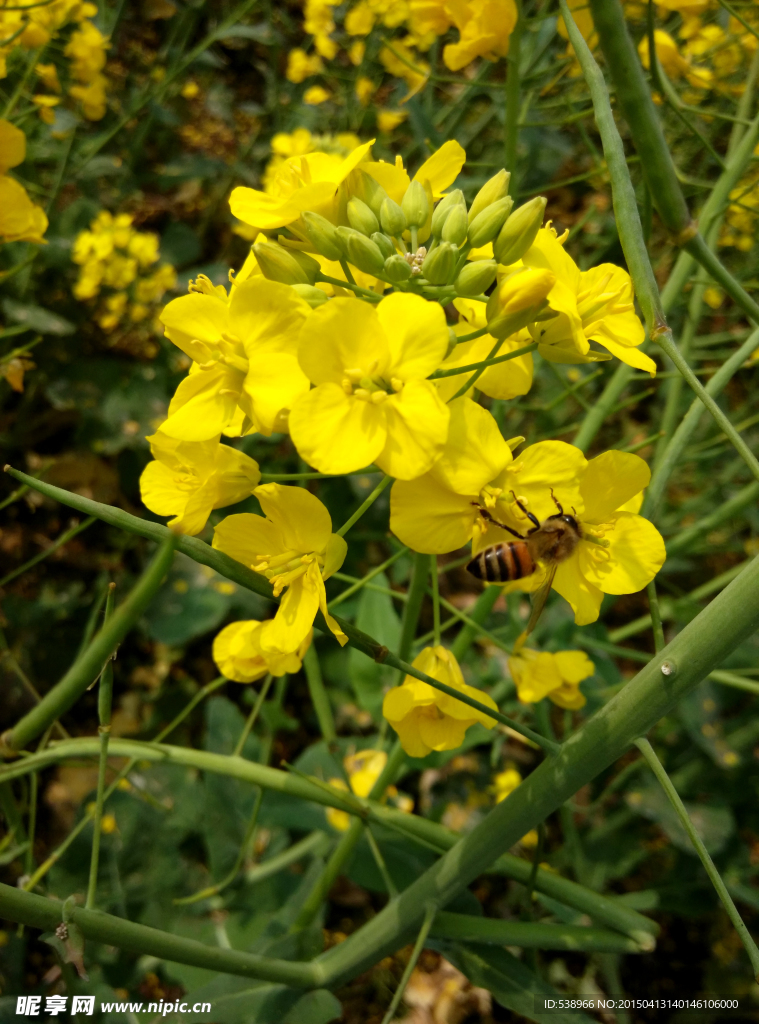 油菜花