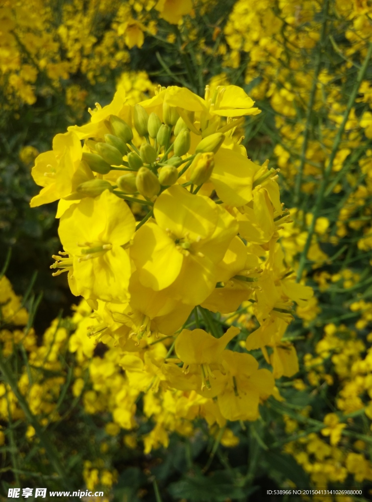 油菜花